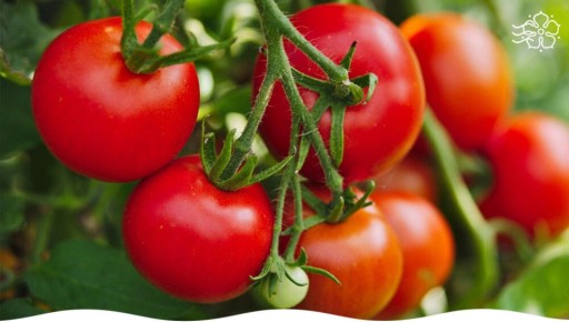 Топовые сорта томатов для открытого грунта: выбираем лучшие