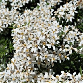 Шуазия: красивое цветение и восхитительный аромат на каждый сезон