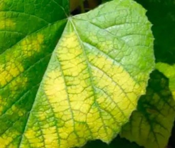 Как спасти свои растения от желтых листьев: причины и решения