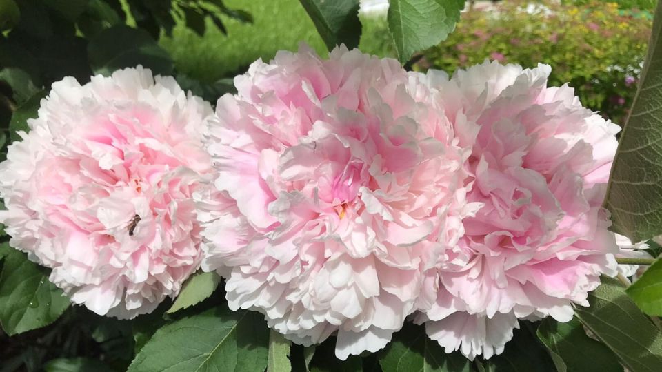 ��� ��������� ��������� ���������� ����� � ��������� ��������� �������