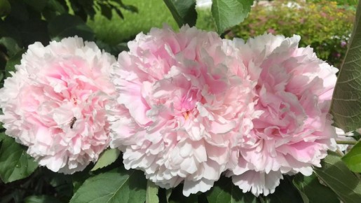 Как недорогие удобрения превращают пионы в настоящие цветочные шедевры