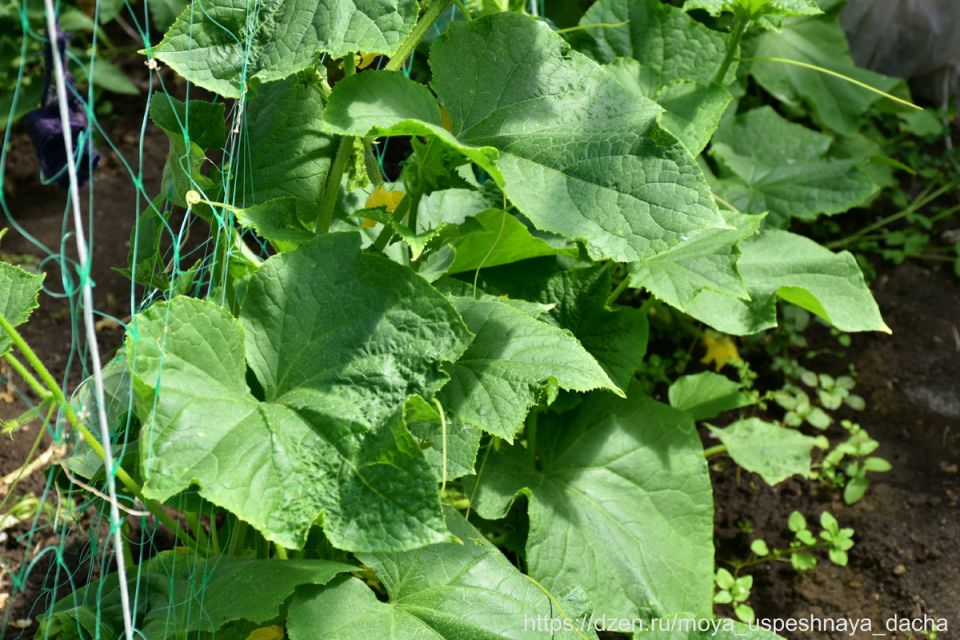 ������������ �������: ��� ������� ������� ������� ����� �������� ��� ������