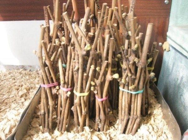 �������� ���������: ��� �������� ���� ��� �������� ����� ��������