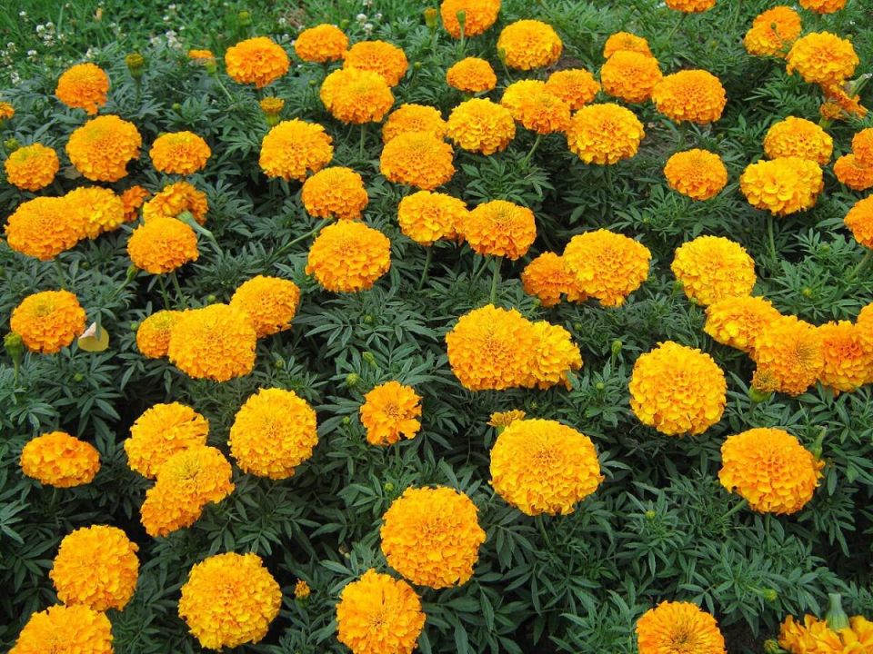 ������� ��������� ������ ���������: ����� � ��� �������� ����� ������ ����� 2026 ����