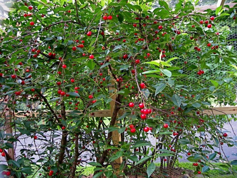 ��� ����������� ���������� � �������� ����� � �����: ���� � ����������