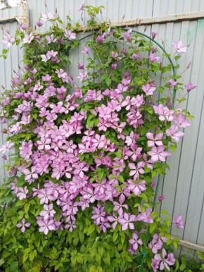 ��� �������� ������������� �������� ����������: ������� ������� ���������