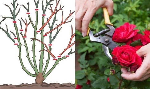 ��� �������� ���� ��� ������������� �������� � �������: �������� ������