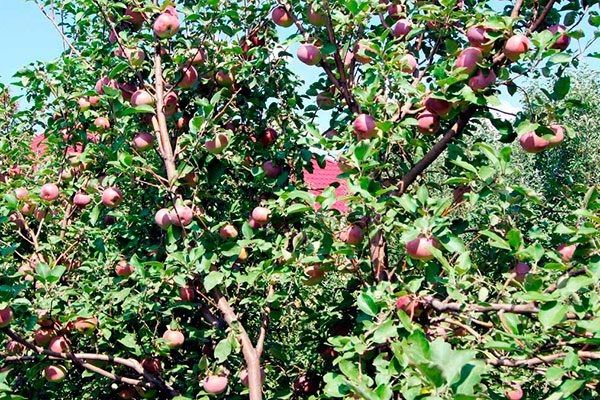 ������ �������: ������������ ���� ��� ������� ����