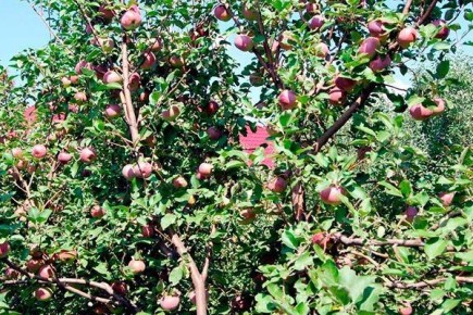 ������ �������: ������������ ���� ��� ������� ����