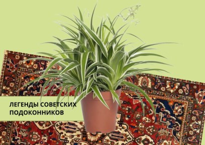 ����������: �� ���������� � �����