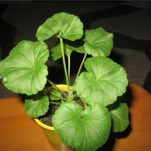 ������: ���� � ��������� � �������� ��������