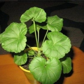 ������: ���� � ��������� � �������� ��������