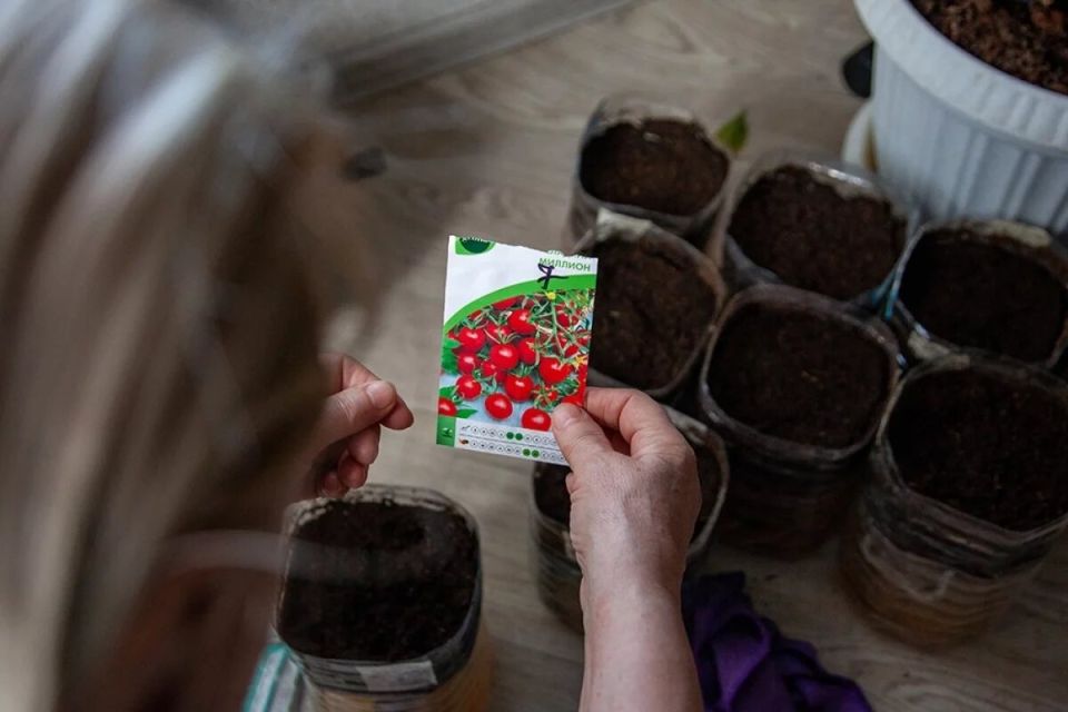 Тепличные тайны: 15 лучших сортов низкорослых помидоров