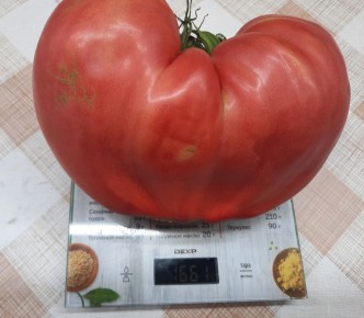 ������ ������������� ������ ���������� ���������� �������� �������