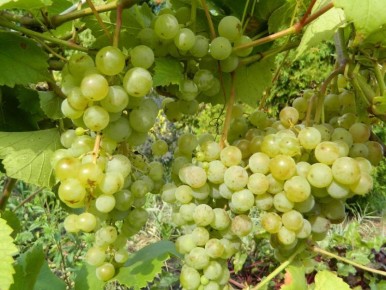 ���� ����� �����: ��� ������������� ������ ������