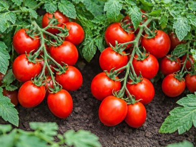 ��� ������� ������ ��� ����: �����, ������� �� ������� ������������