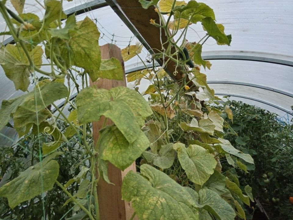 ��� �������� ������ �� ���������� �����: ������ � ����������� ������