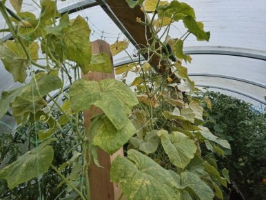 ��� �������� ������ �� ���������� �����: ������ � ����������� ������