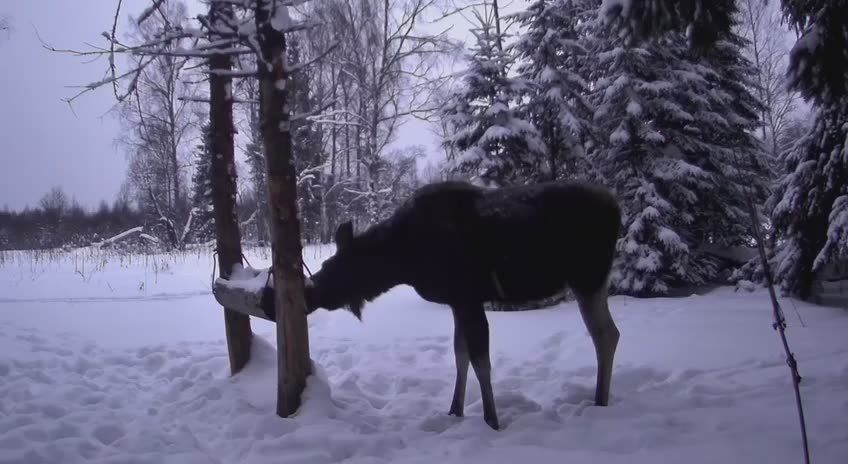 � ����� ��� ���������� ���������� ������� � ������ �� ��������