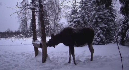 � ����� ��� ���������� ���������� ������� � ������ �� ��������