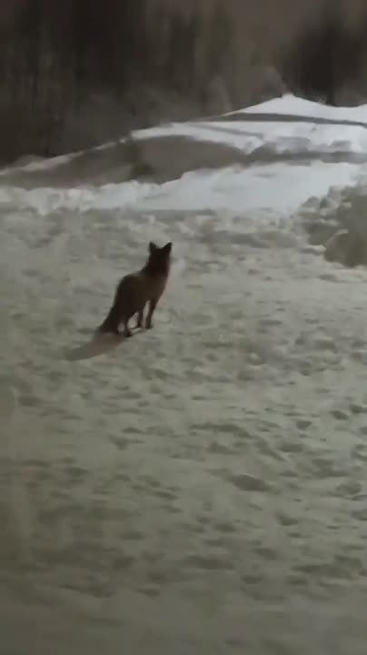 В смоленском микрорайоне заметили дикую лису