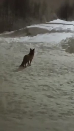 � ���������� ����������� �������� ����� ����