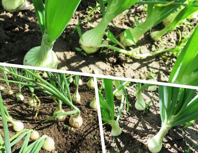 ����������� ���� �� ����� ��c������: ����� � ��������� � ����