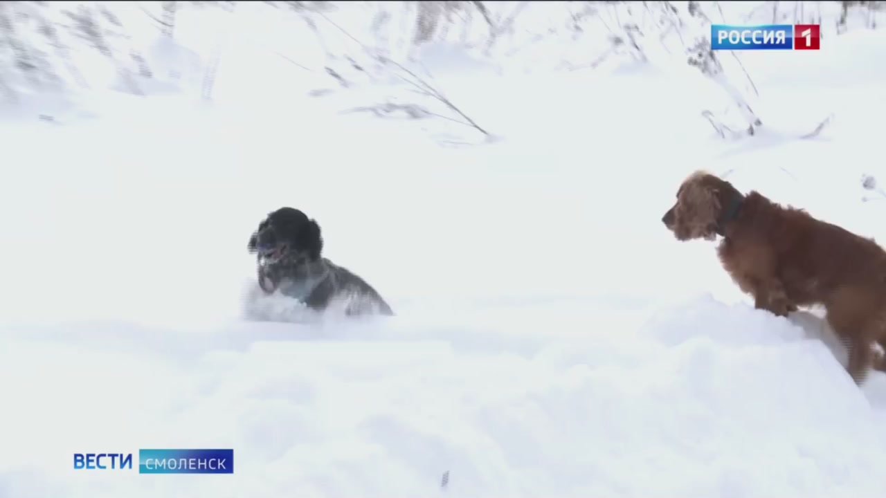 Более 10 килограммов наркотических средств и сильнодействующих веществ, около 4,5 тысяч пачек сигарет, а также 74 килограмма табака выявил кинологический отдел Смоленской таможни за прошлый год