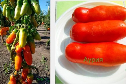 Томаты Аурия: секреты необычной формы и достойного урожая