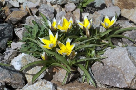 Тюльпаны, которые украсили весенний сад: сорта, интересные факты и уход