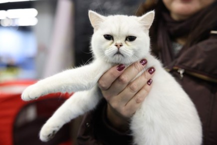 Кто главный в квартире: новые правила содержания домашних животных в России