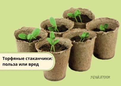 Торфяные стаканчики: полезный инструмент или источник проблем для садоводов?