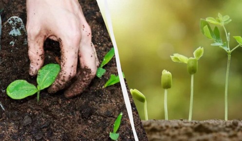 Удивительный эффект простого металлического элемента на рост растений: спокойная observация