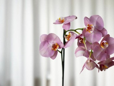 Правила пересадки орхидей: как не навредить растению