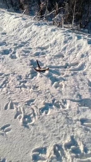 В смоленских лесах лоси начали сбрасывать рога