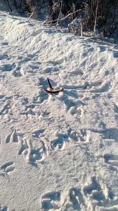 В смоленских лесах лоси начали сбрасывать рога