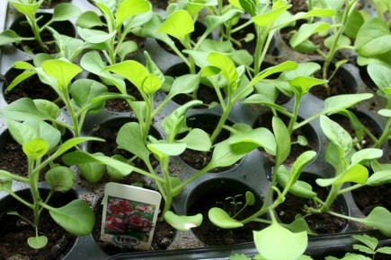 Как рассада петунии рождает рост, если скорректировать условия