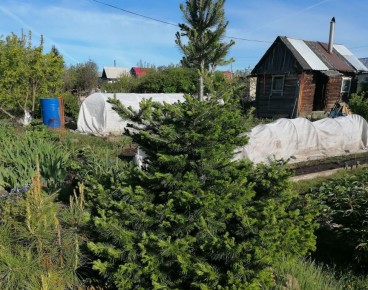 Черенкование хвойных для дачи: как вырастить из черенка