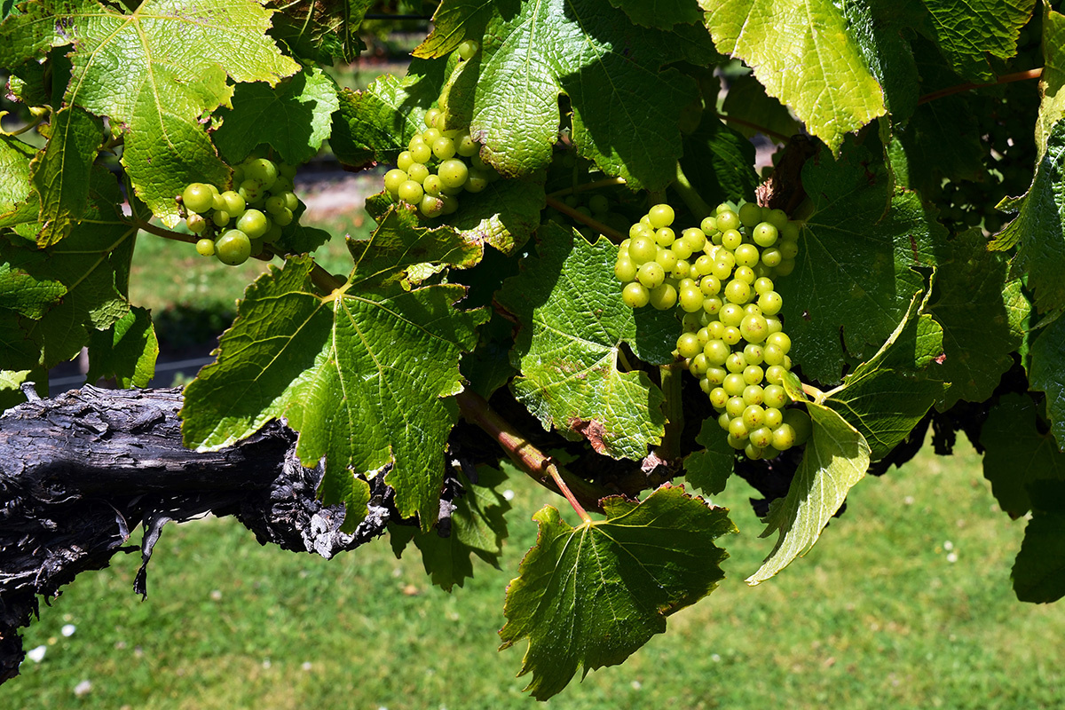 Мальборо: вина многоводной долины, покорившие мир