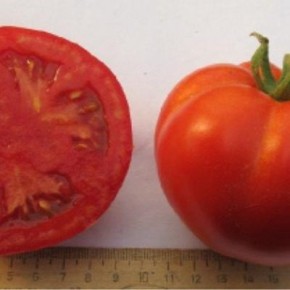 ����� ������ �������: ���������� ������ ������ ��� ������ � ������������� ��������������