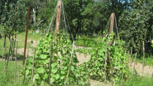 Как огуречные пирамиды меняют дачный урожай