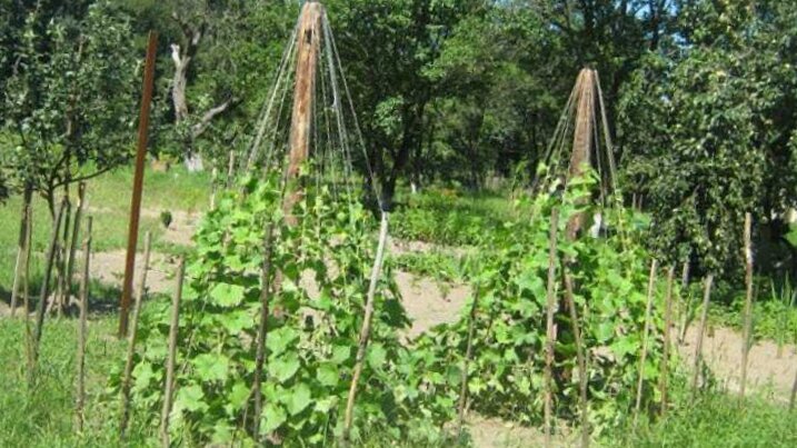 Как огуречные пирамиды меняют дачный урожай
