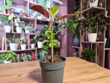 Удивительный секрет: как один шаг превратил обыкновенный фикус в пышный кустик