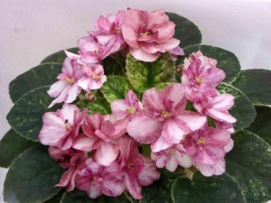 ��� ��������� ������ �������� �������: ������� ���� � ������