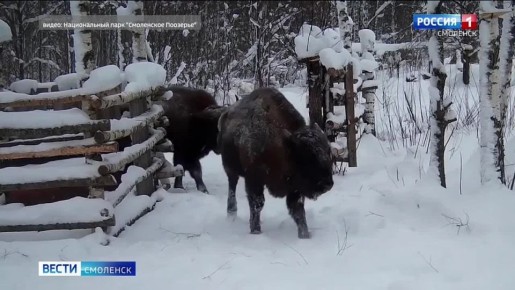 Смоленское Поозерье продолжает удивлять смолян кадрами из жизни зубров