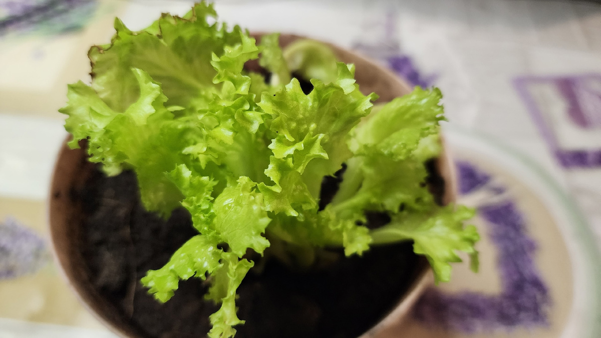 Какую зелень успеваем вырастить для новогоднего стола