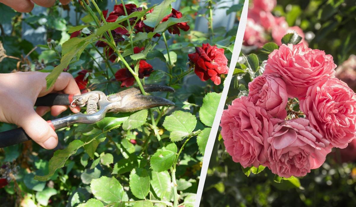 Как правильно обрезать розы после цветения для нового буйства цветов