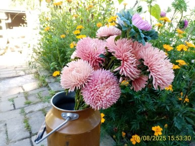 Хризантелла: Как осень наполняется красотой и устойчивостью