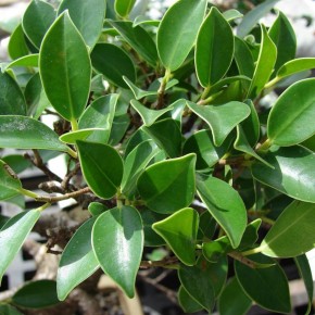 ��� ��������� ��������� �� �������: �������� ������