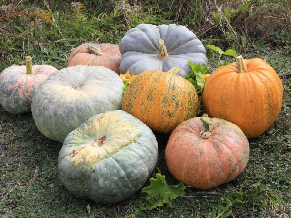 Как ускорить созревание тыквы: хитрости и советы дачникам